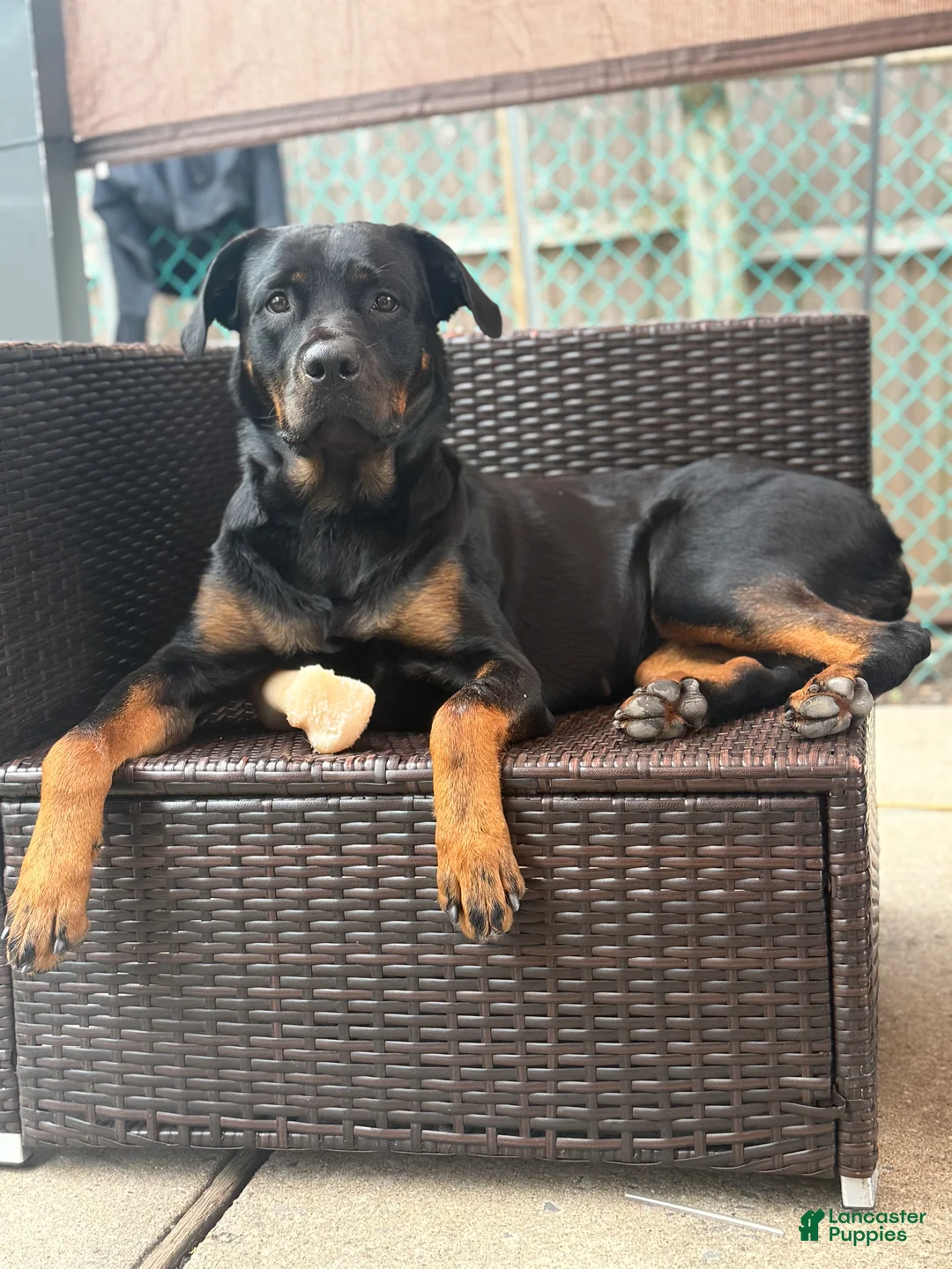 Rottweiler dogs for sale: Ace - Ad 2