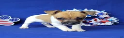 Jack Russell Terrier dogs for sale: Jude purebred JRT - Ad 3