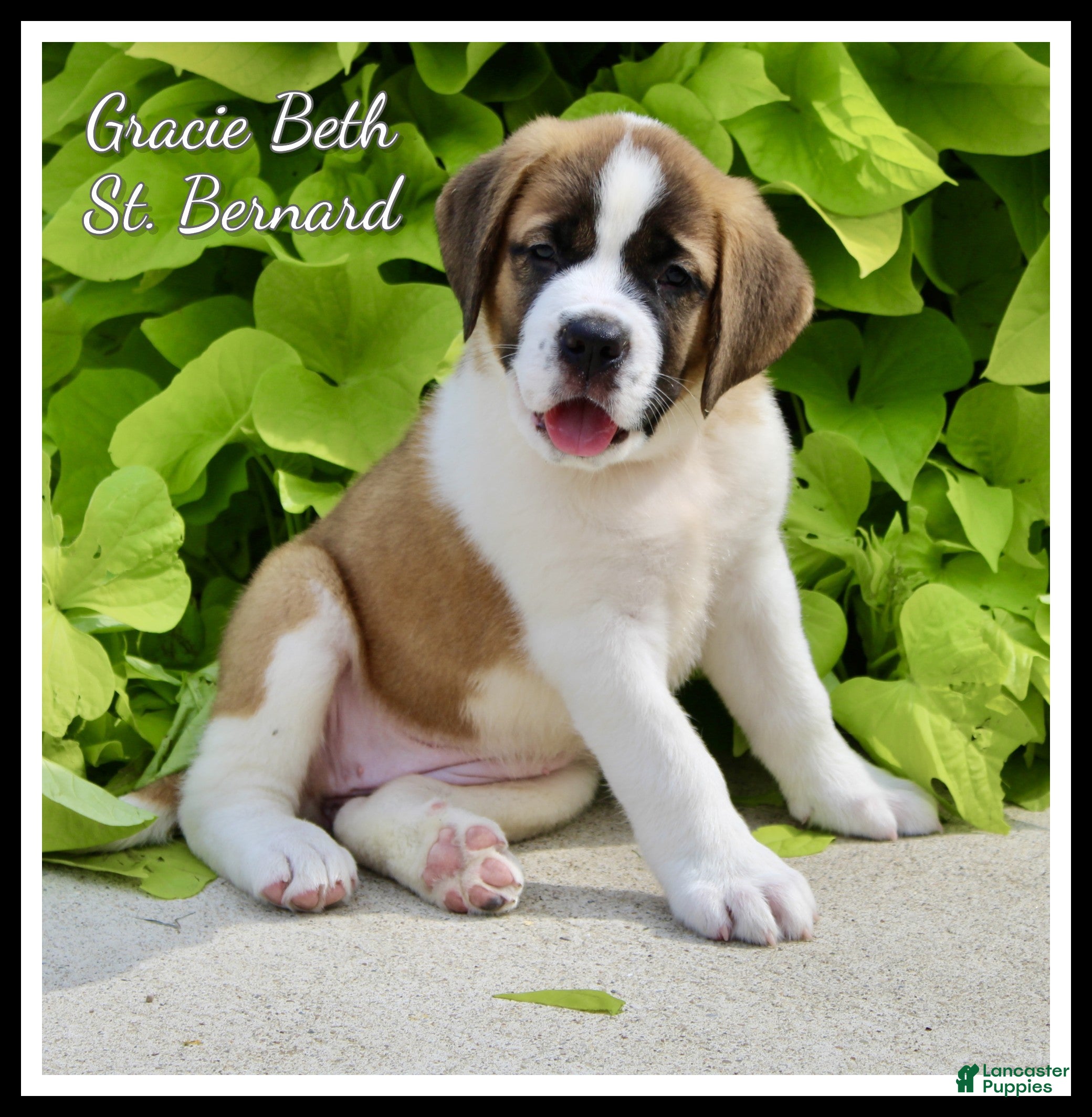 Saint Bernard dogs Gracie Beth - Ad 1