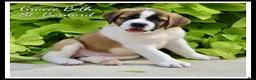 Saint Bernard dogs for sale: Gracie Beth - Ad 1