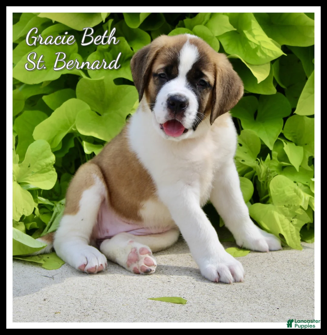 Saint Bernard dogs for sale: Gracie Beth - Ad 1