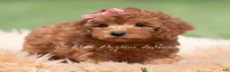 Maltipoo dogs for sale: Poppy seed F1 - Ad 2