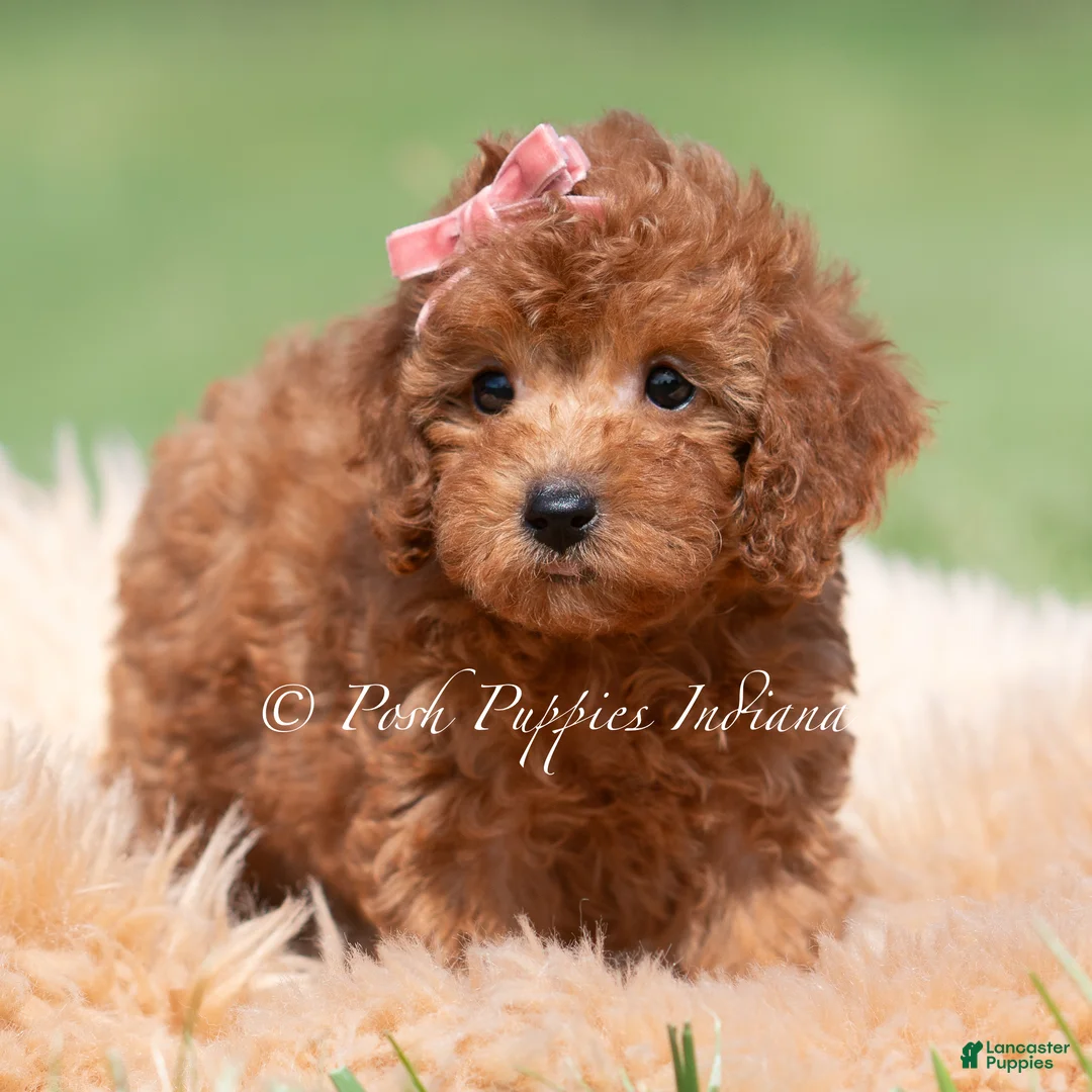 Maltipoo dogs for sale: Poppy seed F1 - Ad 2