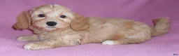 Shihpoo dogs for sale: Punkin - Ad 4
