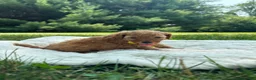 Miniature Poodle dogs for sale: Teddy - Ad 4