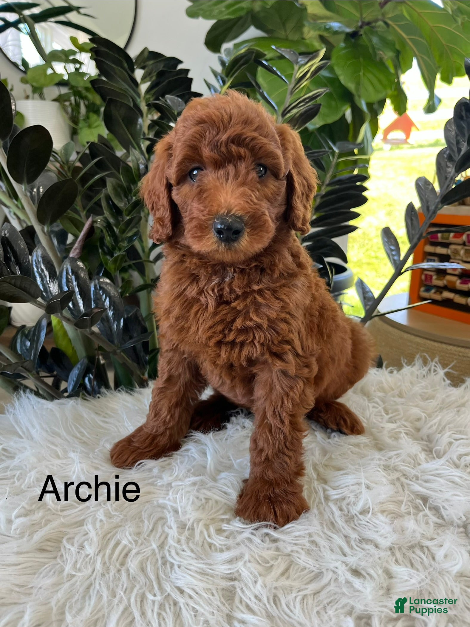 Mini Goldendoodle dogs Archie  - Ad 1