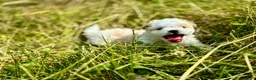 Shihpoo dogs for sale: Shihpoo 1 - Ad 4