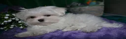 Maltese dogs for sale: Maci - Ad 10