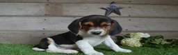 Beagle dogs for sale: Hunter - Ad 3