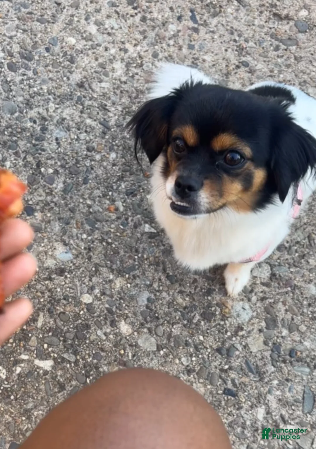 Mixed Breed dogs for sale: Mixed Breed Puppy 1 - Ad 2