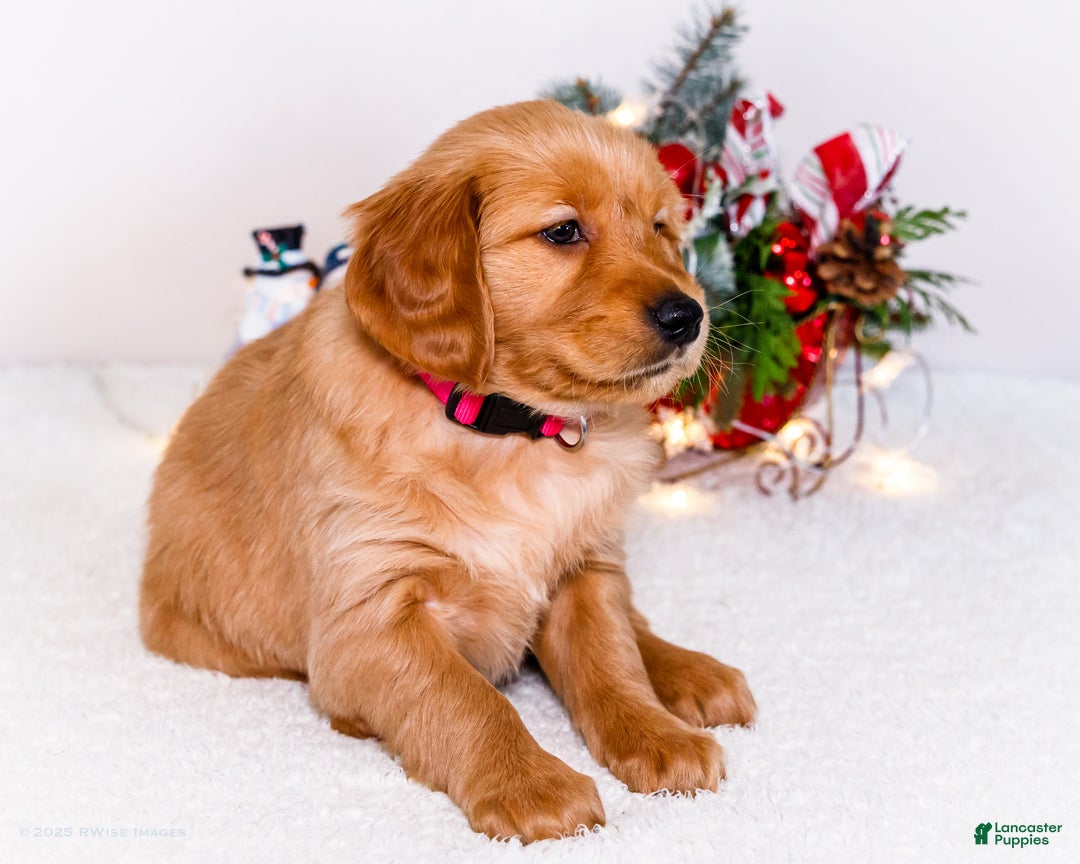 Golden Retriever dogs for sale: Kala - Ad 3