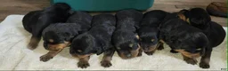 Rottweiler dogs for sale: Rottweiler Puppy 4 - Ad 1