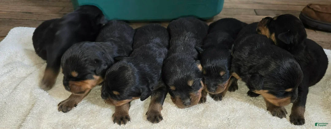Rottweiler dogs for sale: Rottweiler Puppy 4 - Ad 1