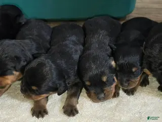 Rottweiler dogs Rottweiler Puppy 4 - Ad 42