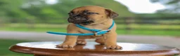 Jug dogs for sale: Zippy Jug Puppy - Ad 5