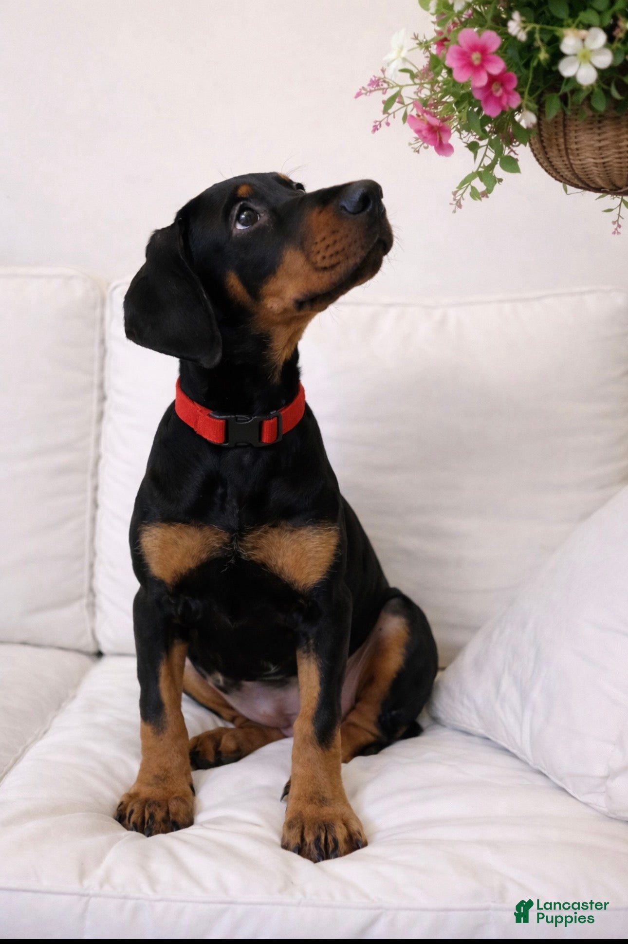 Doberman Pinscher dogs NATURAL BOY Puppy 1 - Ad 35