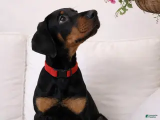 Doberman Pinscher dogs NATURAL BOY Puppy 1 - Ad 35