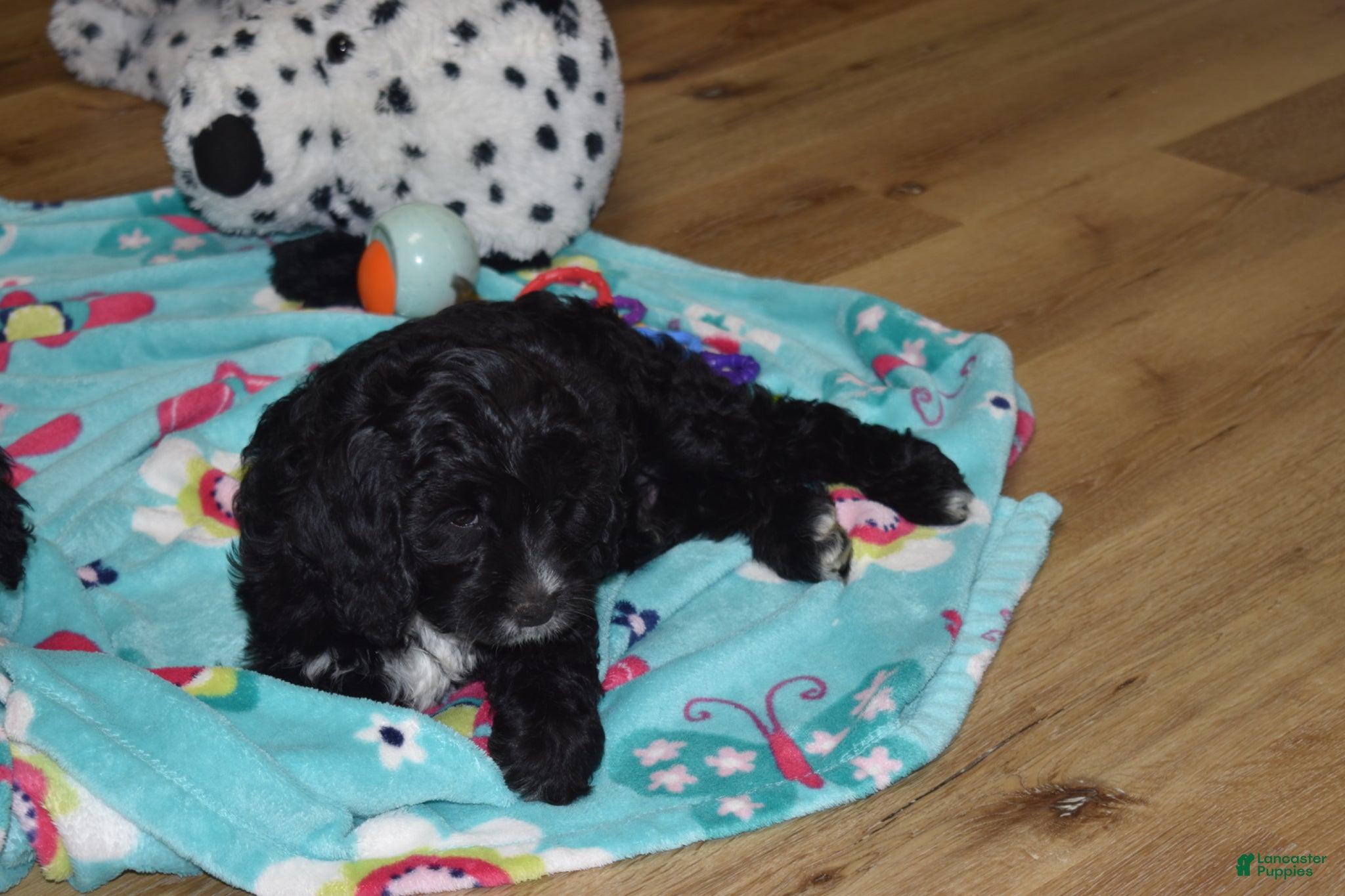 Cavapoo dogs Bingo  - Ad 2