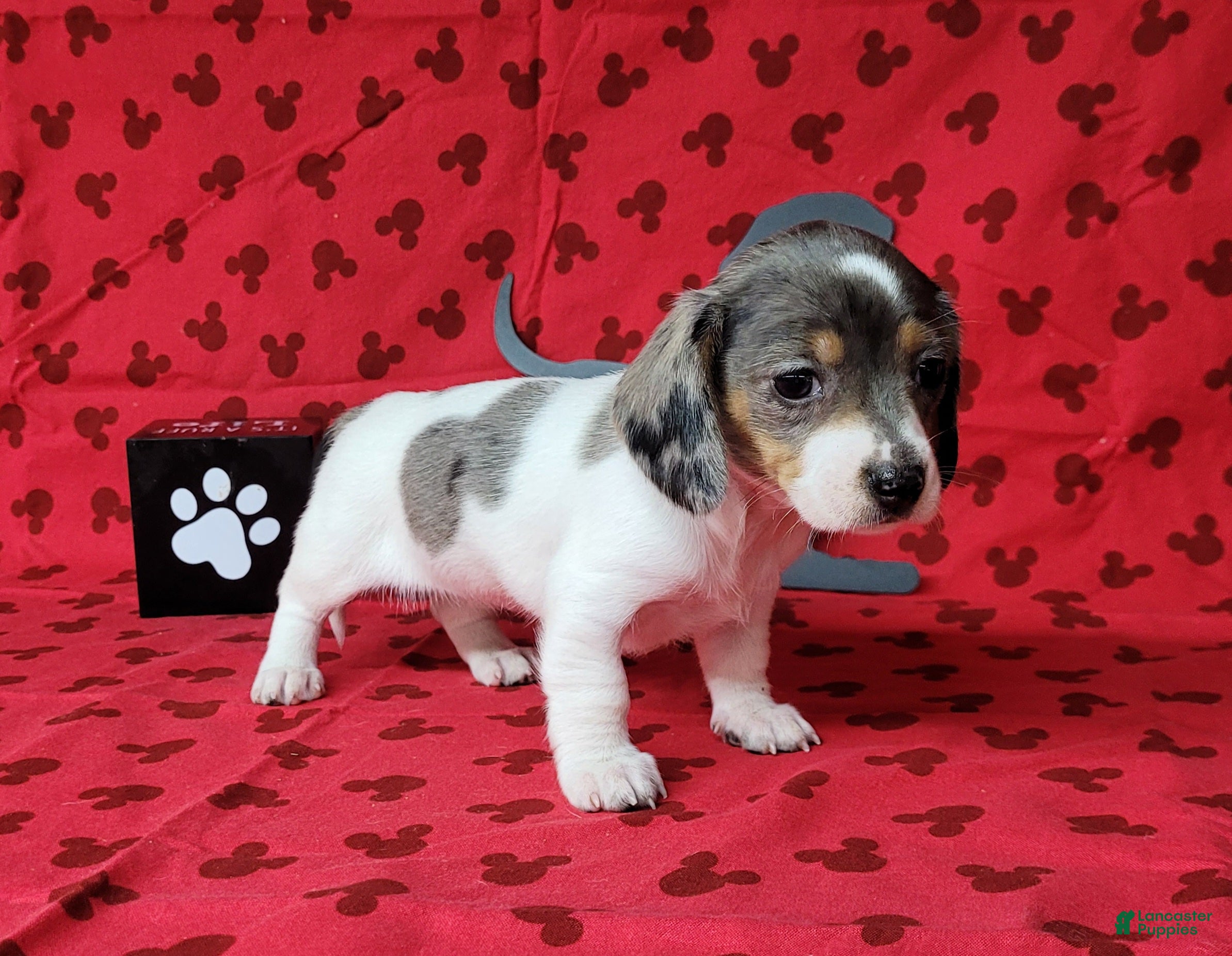 Miniature Dachshund dogs Callie AKC Reg Dapple pie - Ad 1