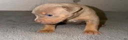 American Bully dogs for sale: Mable - Ad 3