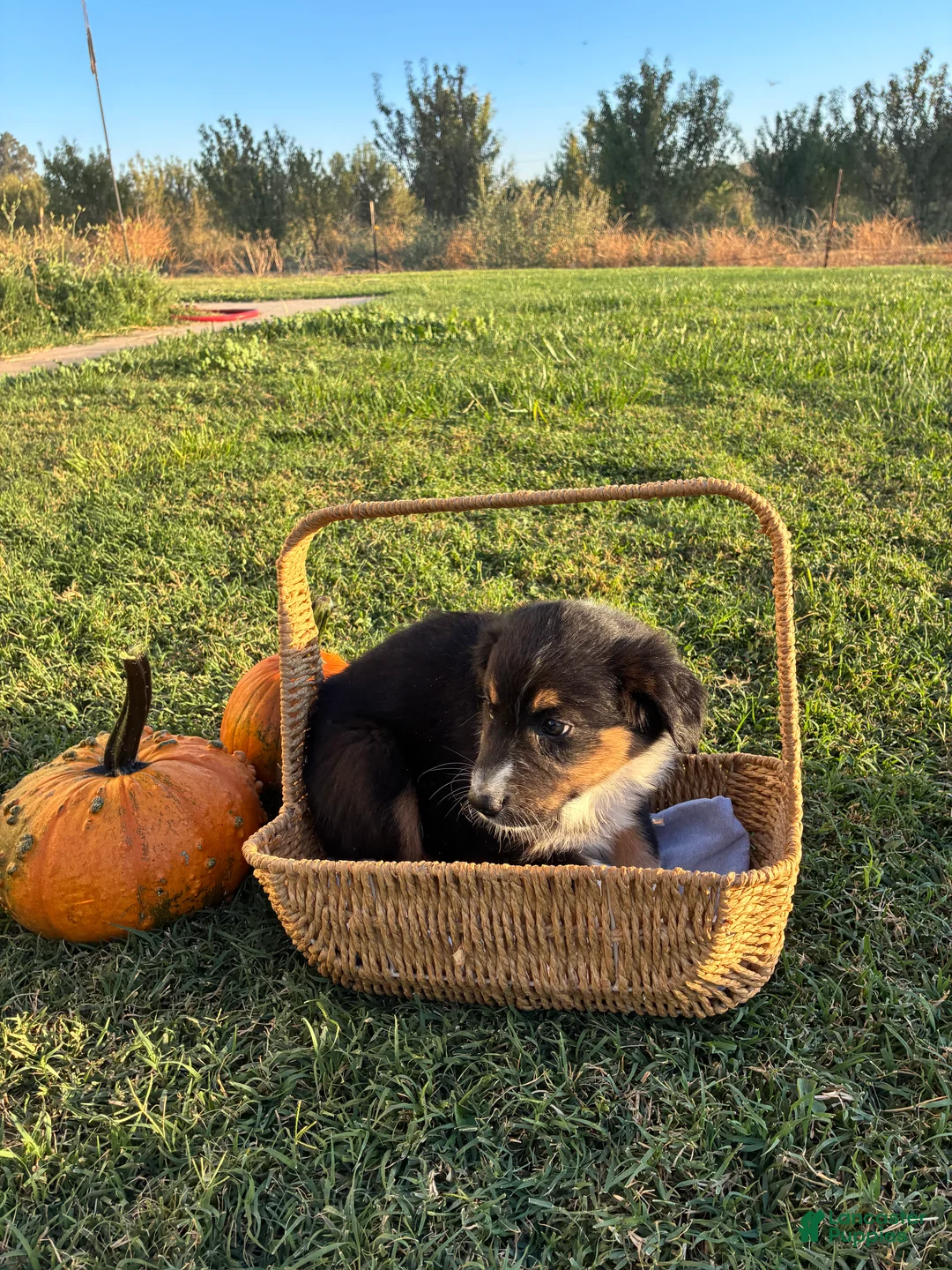 Australian Shepherd dogs for sale: Australian Shepherd 6 - Ad 2