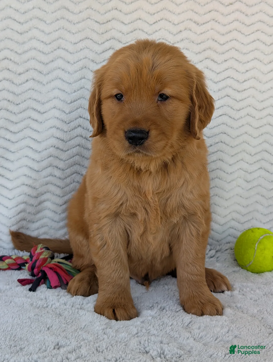 Golden Retriever dogs for sale: Brady - Ad 25