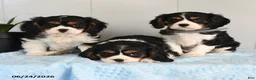 Cavalier King Charles Spaniel dogs for sale: Sunshine - Ad 3