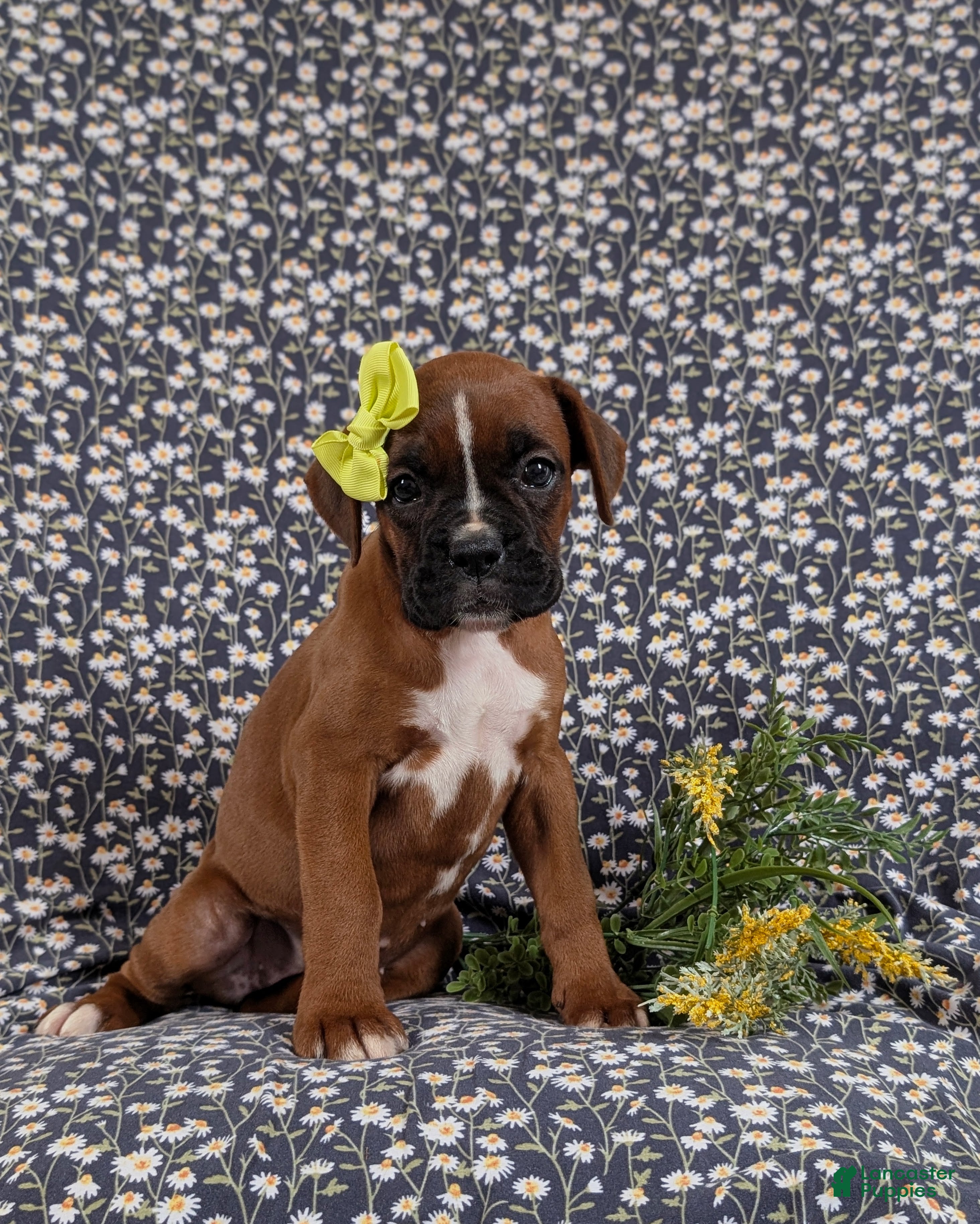 Boxer dogs Raven - Ad 2