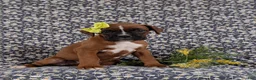 Boxer dogs for sale: Raven - Ad 2