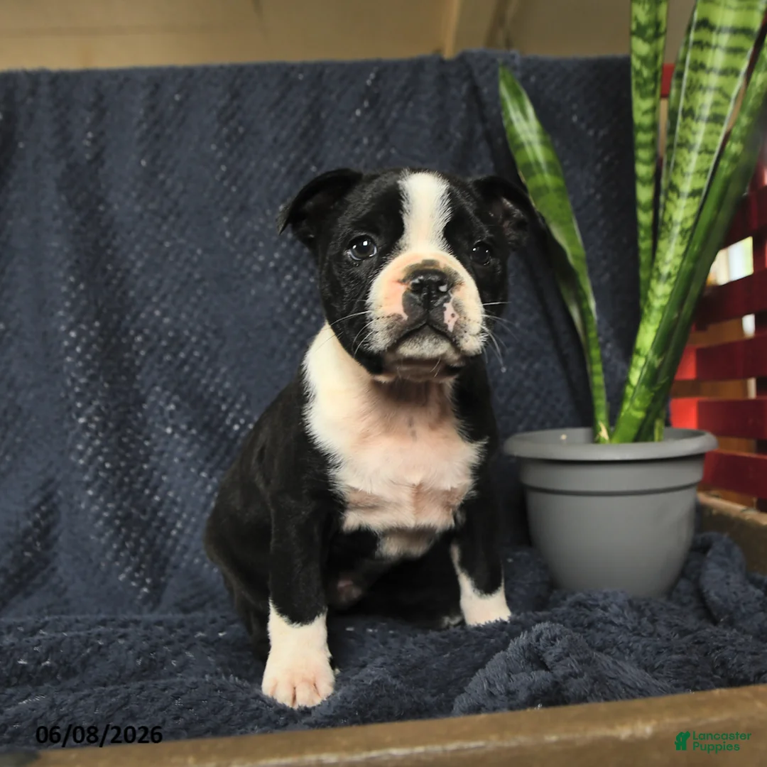 Boston Terrier dogs for sale: Sebastian - Ad 5