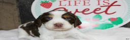 English Springer Spaniel dogs for sale: Jet - Ad 2