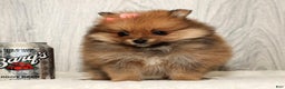 Pomeranian dogs for sale: Winnie - Ad 3