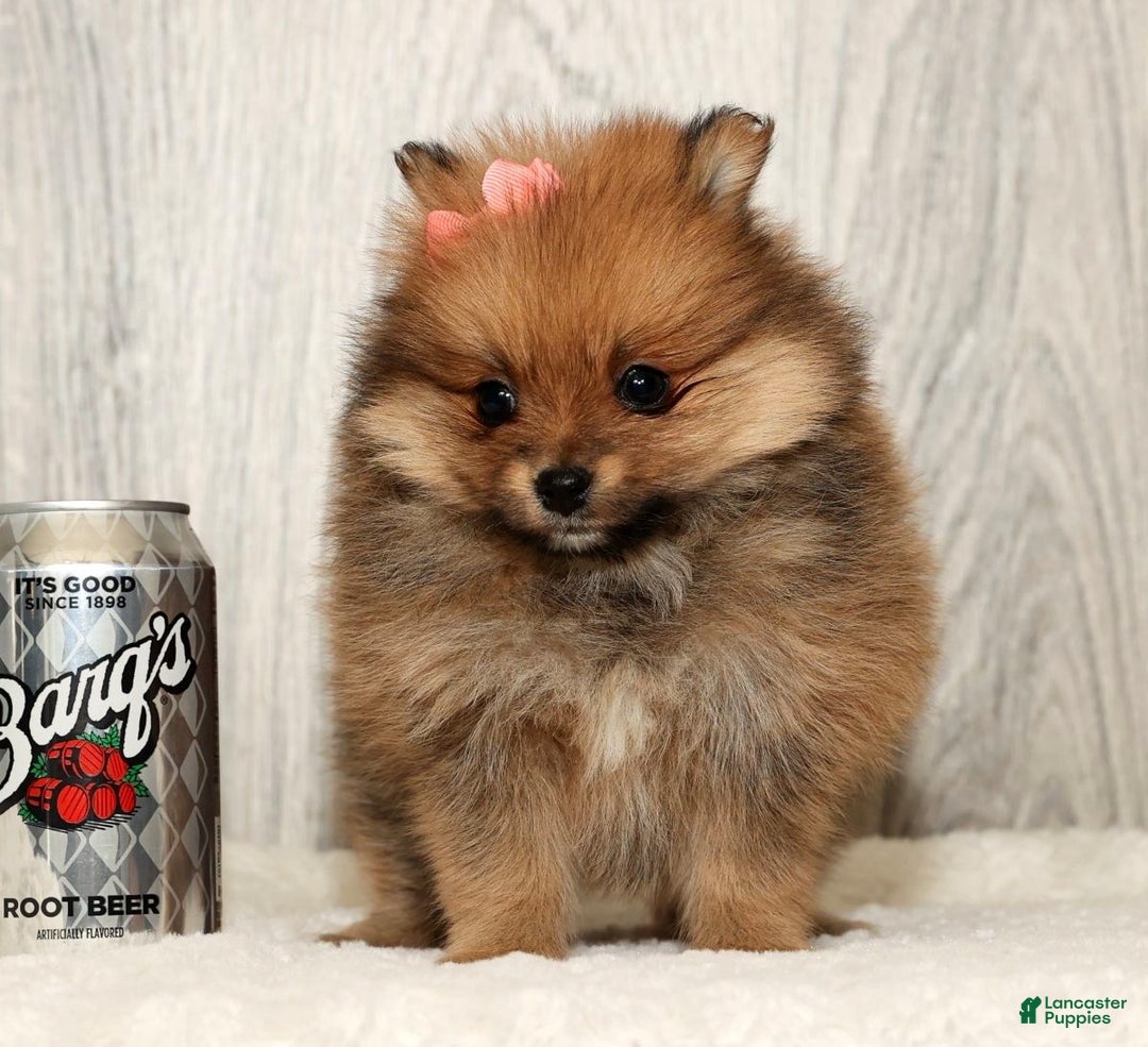 Pomeranian dogs for sale: Winnie - Ad 3