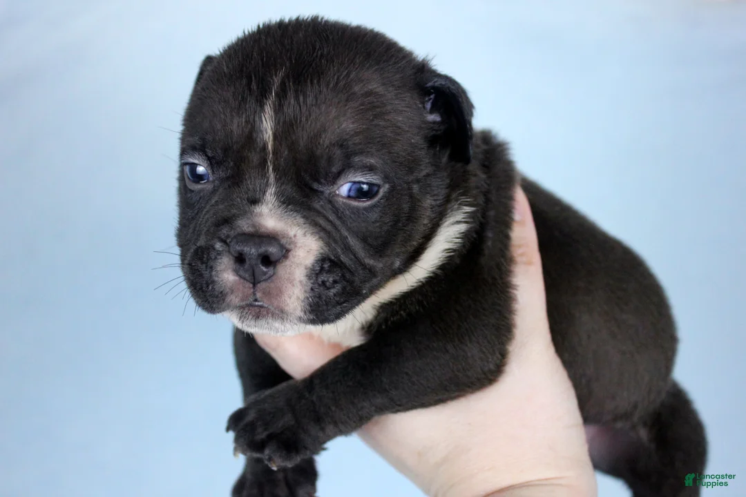 American Bully dogs for sale: Black Male - Ad 2