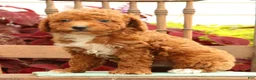Miniature Poodle dogs for sale: Seth - Ad 8