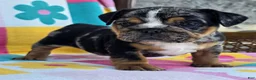 English Bulldog dogs for sale: Savvy - Ad 11