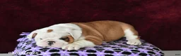 English Bulldog dogs for sale: Marina - Ad 4