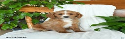 Cavapoo dogs for sale: Stormy - Ad 2