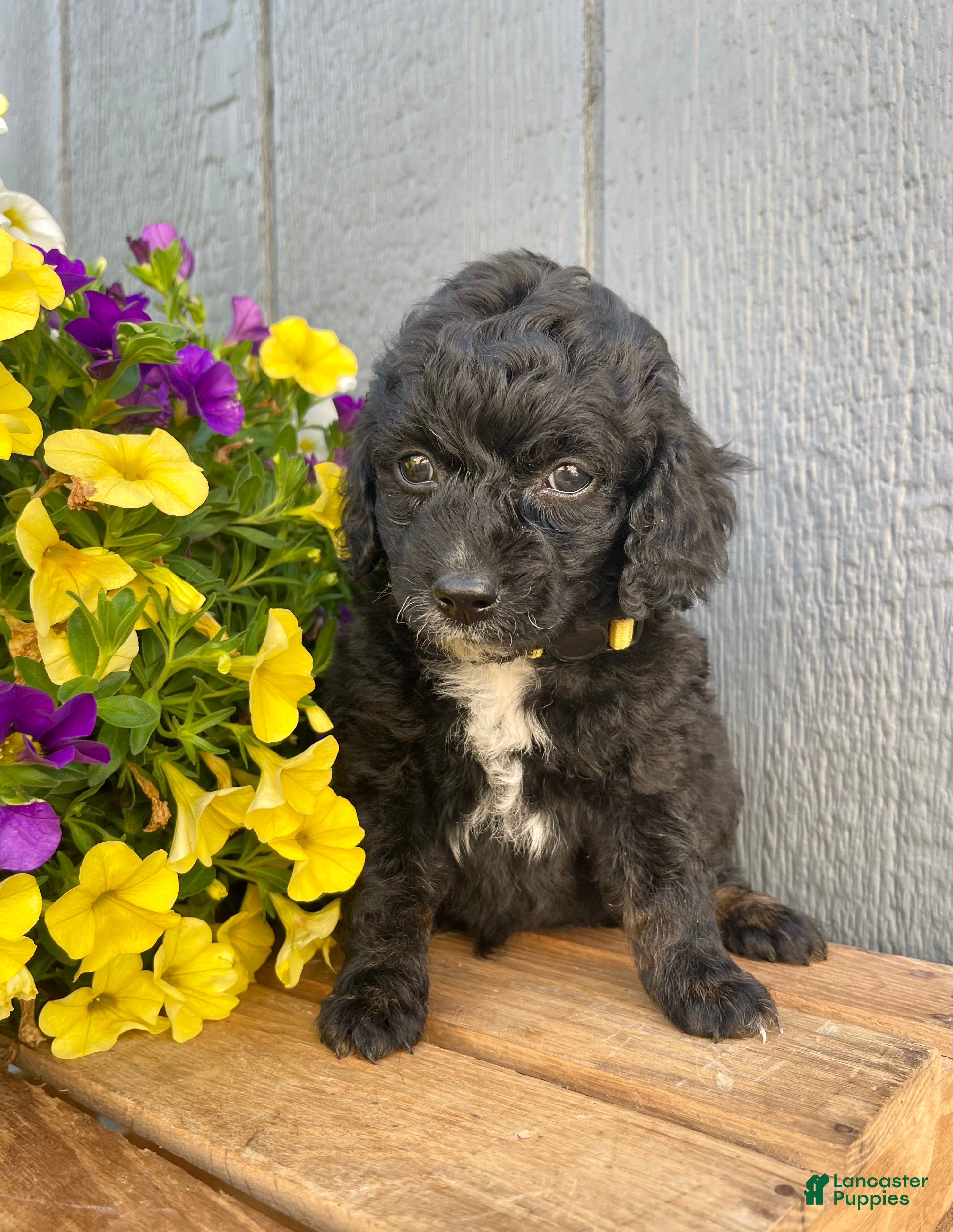 Cockapoo dogs Milo - Ad 2