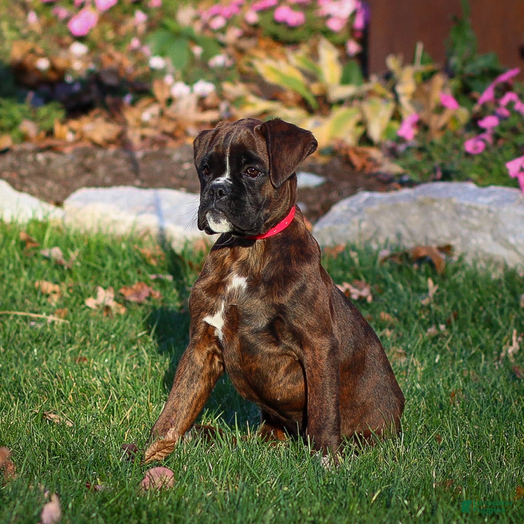 Boxer dogs for sale: Ginger - Ad 2