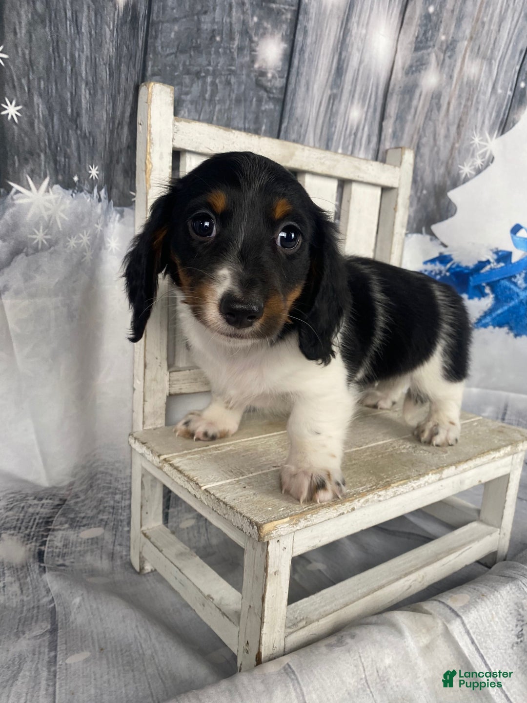Miniature Dachshund dogs for sale: Benny - Ad 1