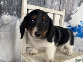 Miniature Dachshund dogs Benny - Ad 3