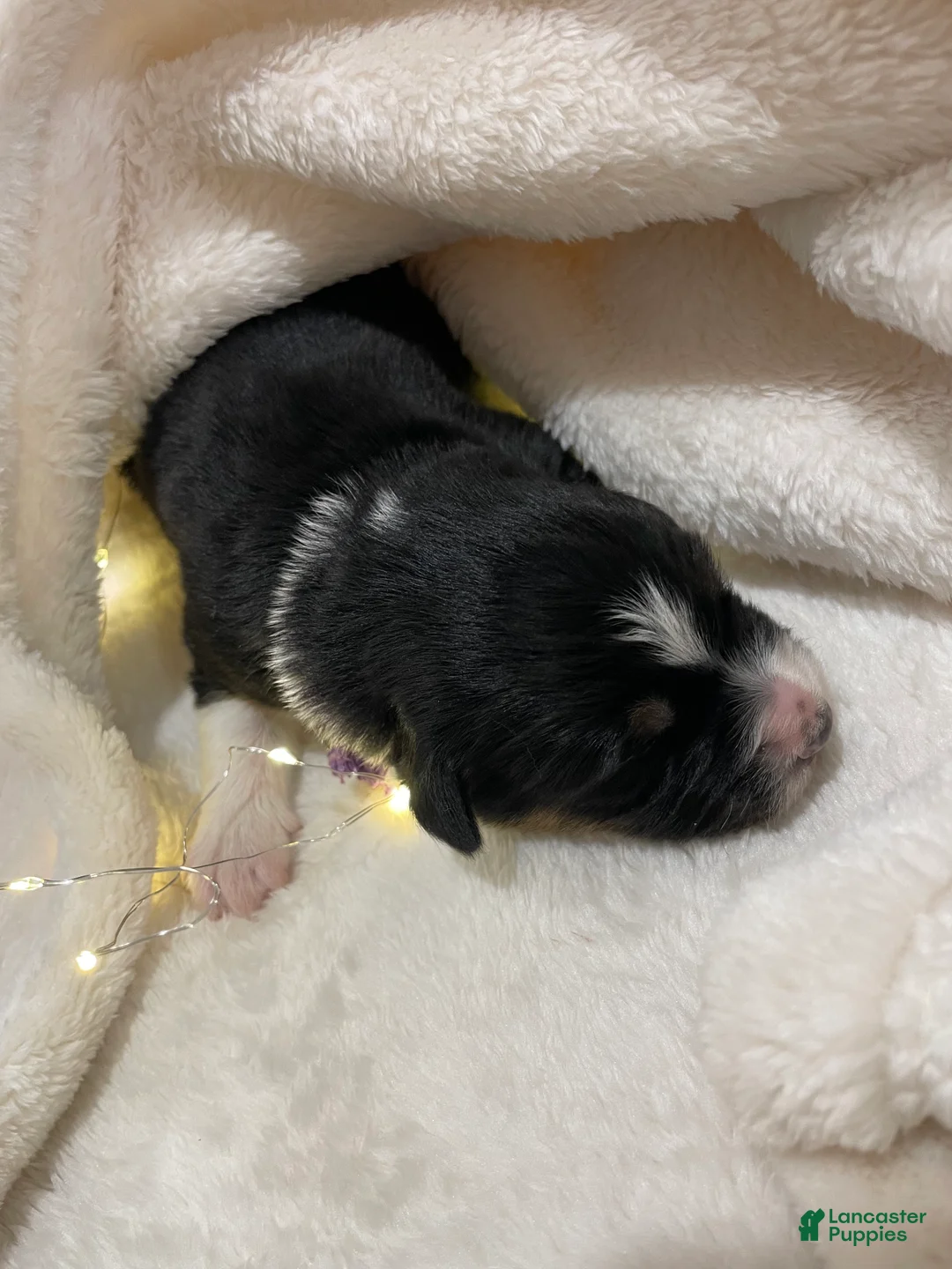 Australian Shepherd dogs for sale: Crash - Ad 2