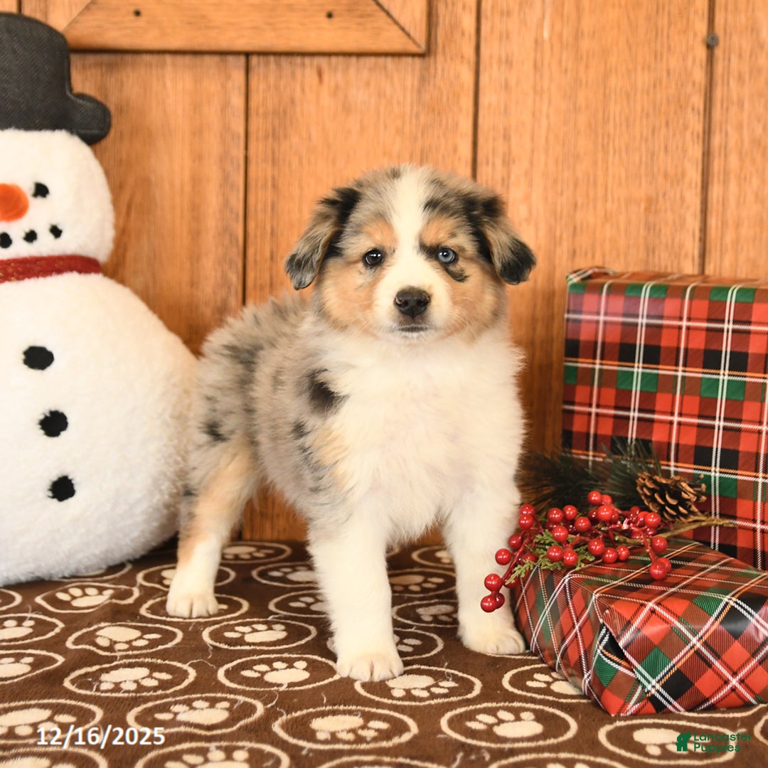 Miniature Australian Shepherd dogs for sale: Jupiter - Ad 4