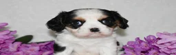 Cavalier King Charles Spaniel dogs for sale: Sammy - Ad 9