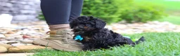 Cavapoo dogs for sale: Jake - Ad 6