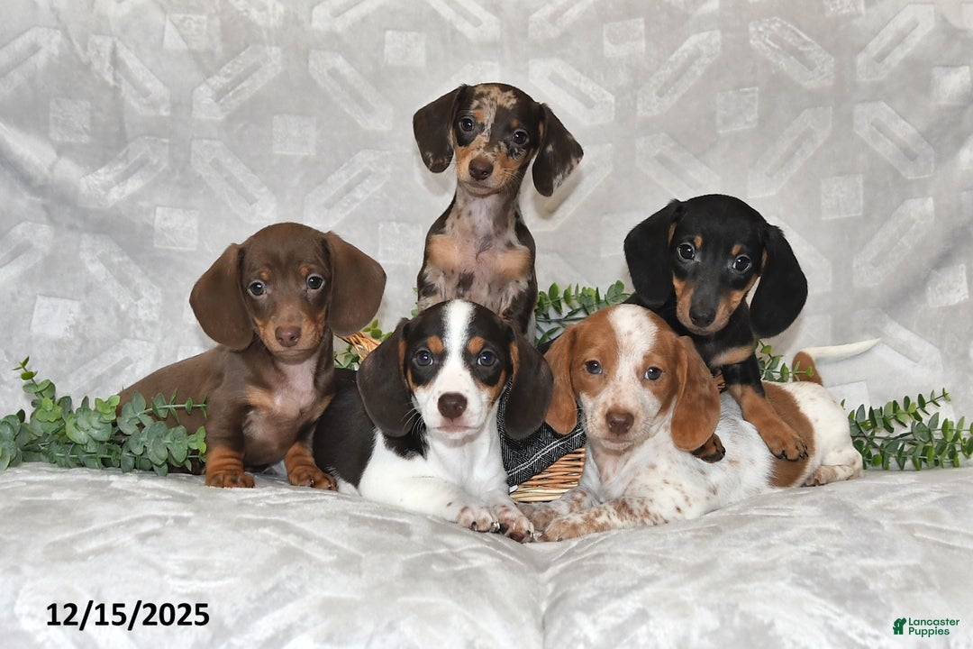 Dachshund dogs for sale: Della - Ad 4