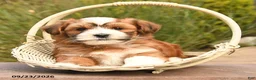 Havanese dogs for sale: Patches - Ad 2