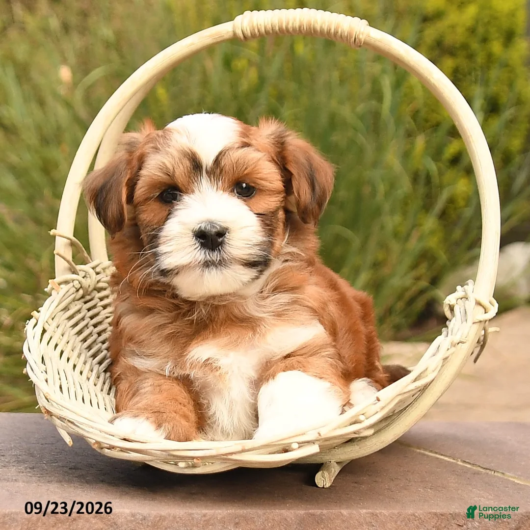 Havanese dogs for sale: Patches - Ad 2
