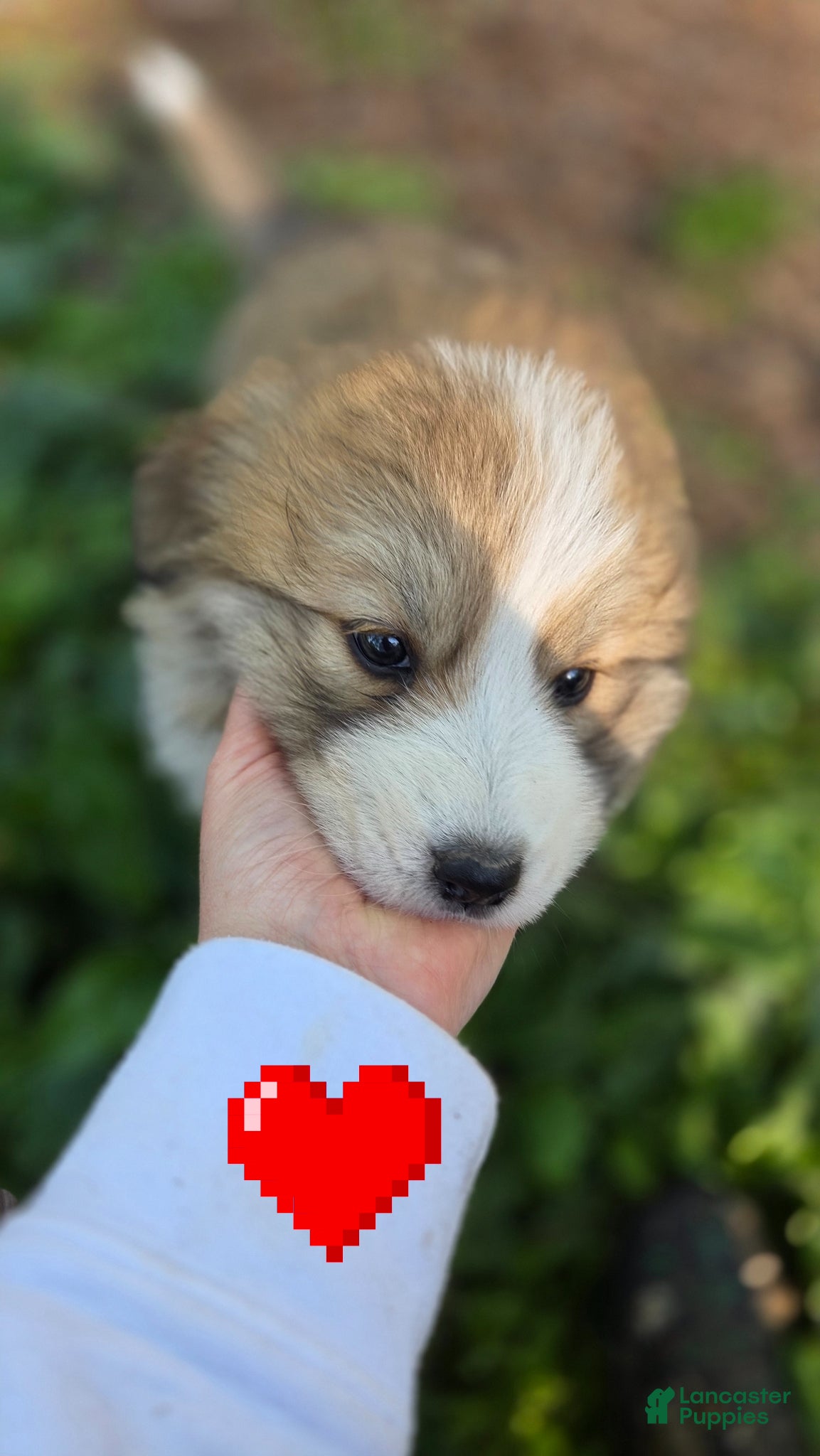 Great Pyrenees dogs Great Pyrenees Puppy 2 - Ad 1